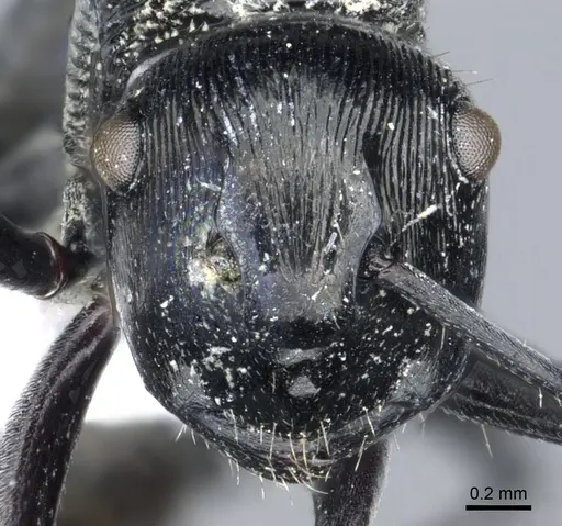 Polyrhachis bedeloweryi - CASENT0903315