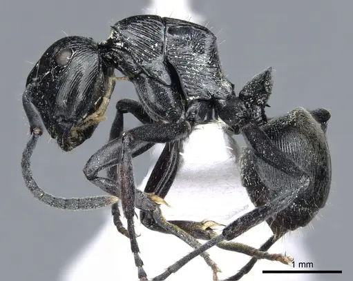 Polyrhachis bedeloweryi - CASENT0903315
