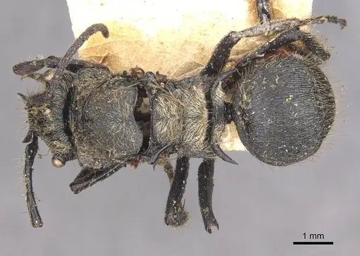 Polyrhachis bedoti specimen