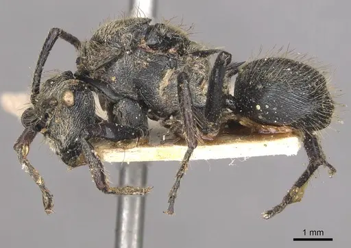 Polyrhachis bedoti specimen