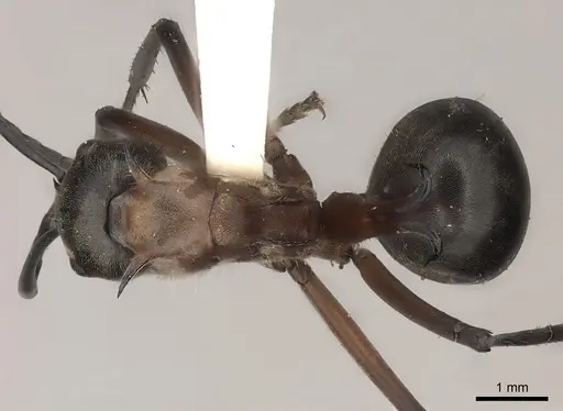 Polyrhachis bellicosa specimen