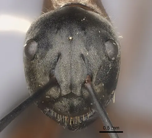 Polyrhachis bellicosa specimen