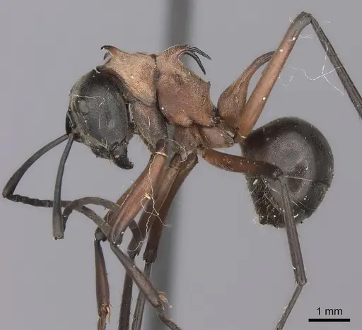 Polyrhachis bellicosa specimen