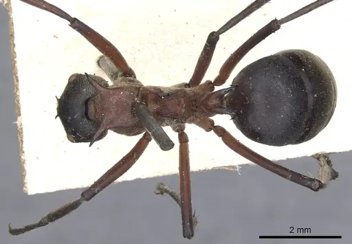 Polyrhachis bellicosa - CASENT0901810