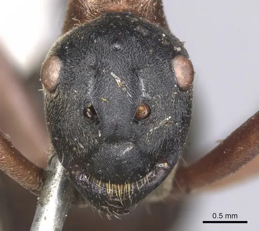 Polyrhachis bellicosa - CASENT0901810