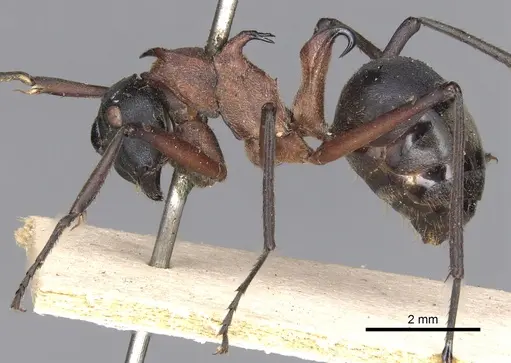 Polyrhachis bellicosa - CASENT0901810