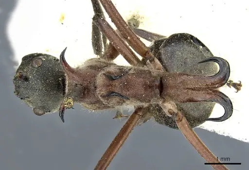 Polyrhachis bellicosa - CASENT0905551