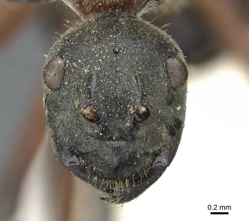 Polyrhachis bellicosa - CASENT0905551