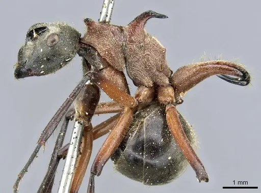 Polyrhachis bellicosa - CASENT0905551