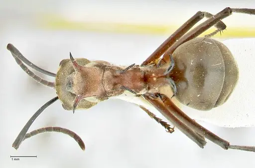 Polyrhachis bellicosa - FOCOL2523