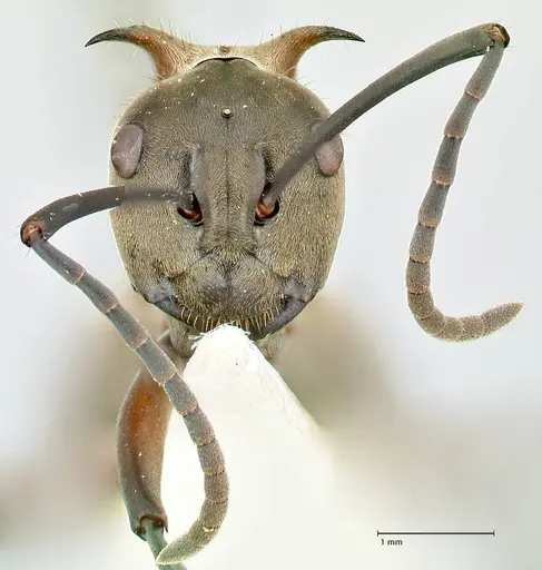 Polyrhachis bellicosa - FOCOL2523
