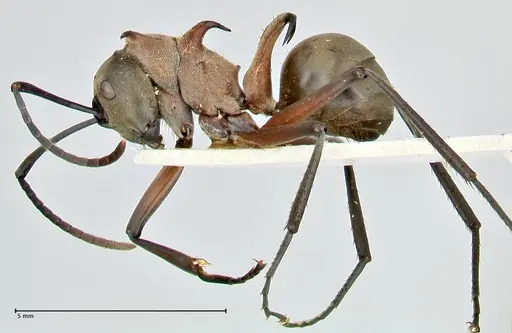 Polyrhachis bellicosa - FOCOL2523