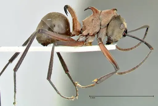 Polyrhachis bellicosa - FOCOL2523