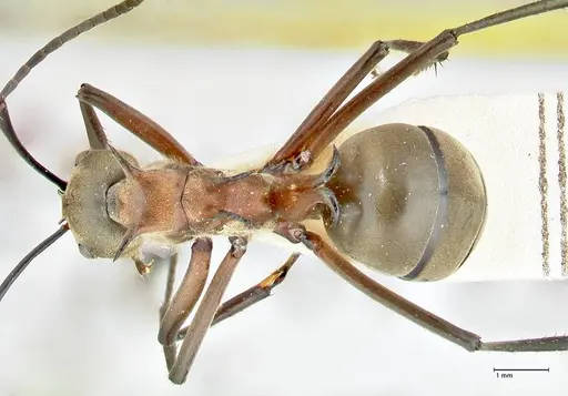 Polyrhachis bellicosa - FOCOL2524