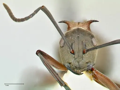 Polyrhachis bellicosa - FOCOL2524