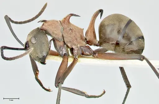 Polyrhachis bellicosa - FOCOL2524