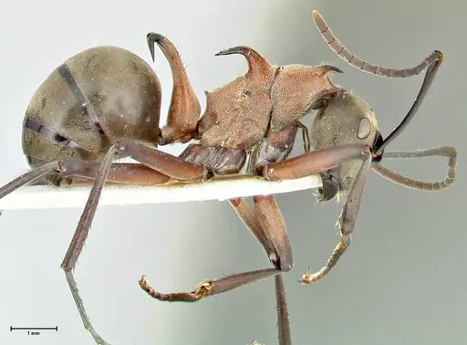 Polyrhachis bellicosa - FOCOL2524