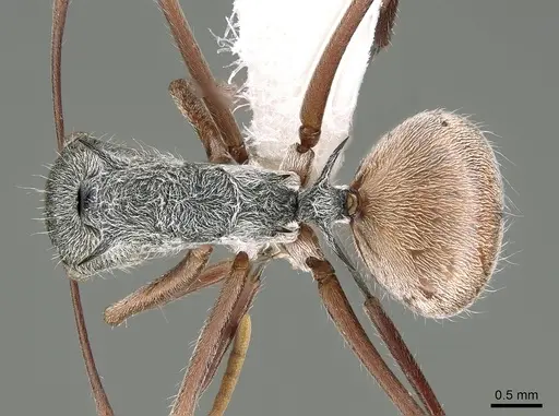 Polyrhachis bicolor specimen