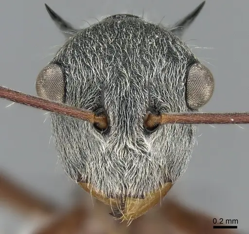 Polyrhachis bicolor specimen