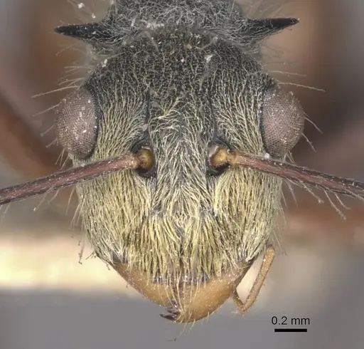 Polyrhachis bicolor - CASENT0910880