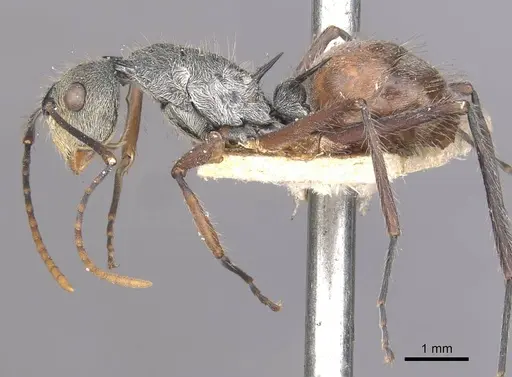 Polyrhachis bicolor - CASENT0910880