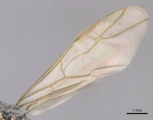 Polyrhachis bicolor - CASENT0910881