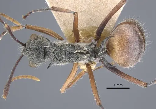 Polyrhachis bicolor - CASENT0917188