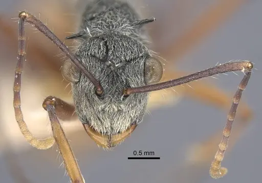 Polyrhachis bicolor - CASENT0917188