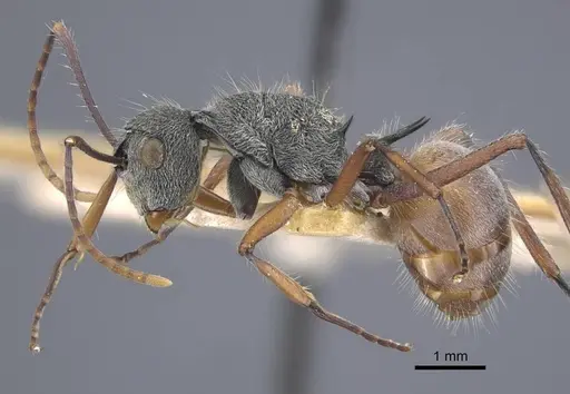 Polyrhachis bicolor - CASENT0917188
