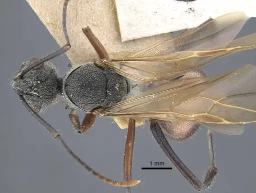 Polyrhachis bicolor - CASENT0917189