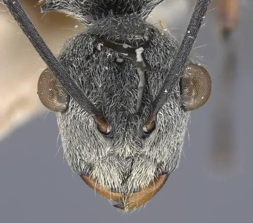 Polyrhachis bicolor - CASENT0917189