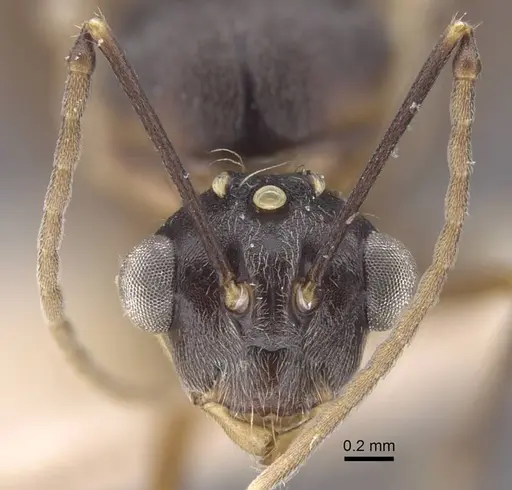 Polyrhachis bicolor - CASENT0917190
