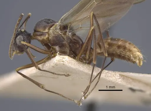 Polyrhachis bicolor - CASENT0917190