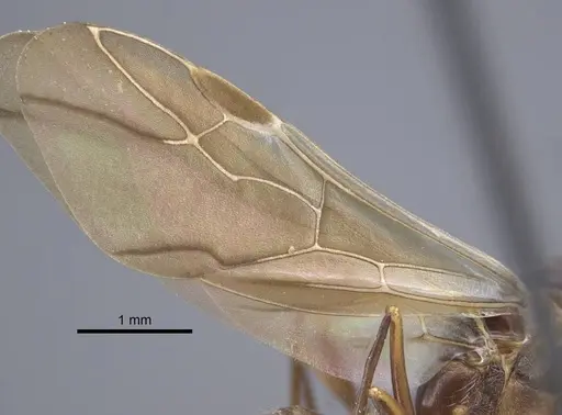 Polyrhachis bicolor - CASENT0917190