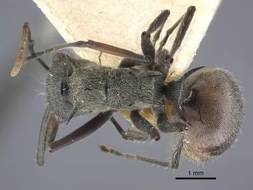 Polyrhachis bicolor - CASENT0917191