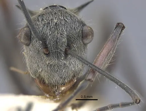 Polyrhachis bicolor - CASENT0917191