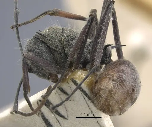 Polyrhachis bicolor - CASENT0917191