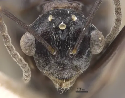 Polyrhachis bicolor - CASENT0917192
