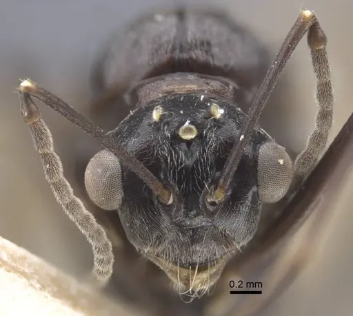 Polyrhachis bicolor - CASENT0917192