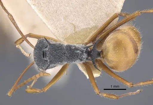 Polyrhachis bicolor - CASENT0917193