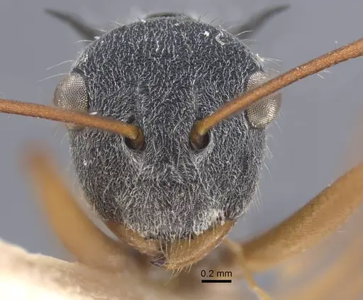 Polyrhachis bicolor - CASENT0917193