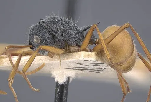 Polyrhachis bicolor - CASENT0917193