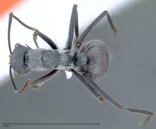 Polyrhachis bicolor - FOCOL0051