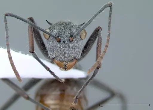 Polyrhachis bicolor - FOCOL0051