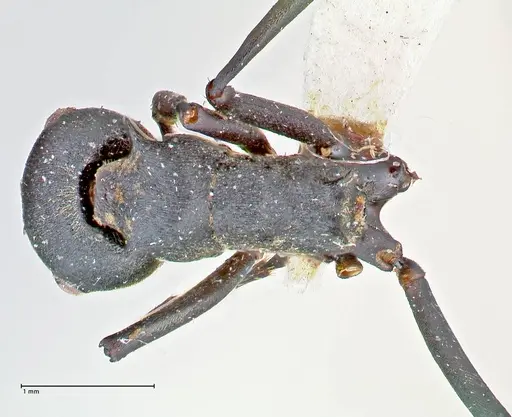 Polyrhachis bicolor - FOCOL2642