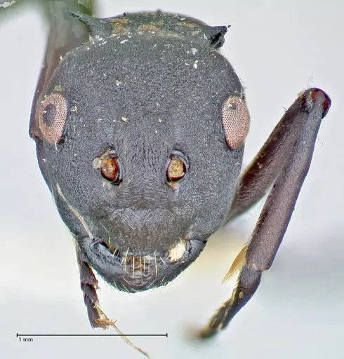 Polyrhachis bicolor - FOCOL2642