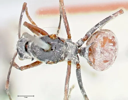 Polyrhachis bicolor - FOCOL2650
