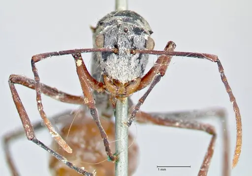 Polyrhachis bicolor - FOCOL2650