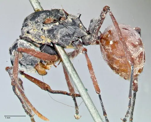 Polyrhachis bicolor - FOCOL2650