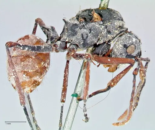 Polyrhachis bicolor - FOCOL2650